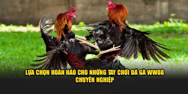 Lựa chọn hoàn hảo cho những tay chơi đá gà WW88 chuyên nghiệp